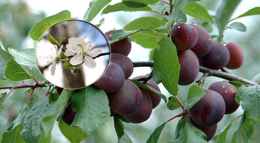 Почему вишня не плодоносит – 7 самых частых причин