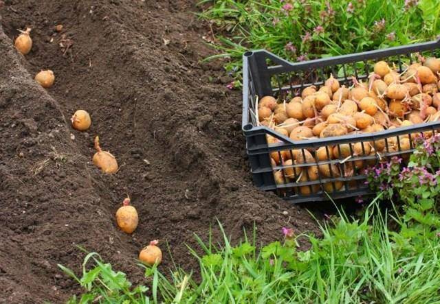 Посадка и выращивание картофеля + видео