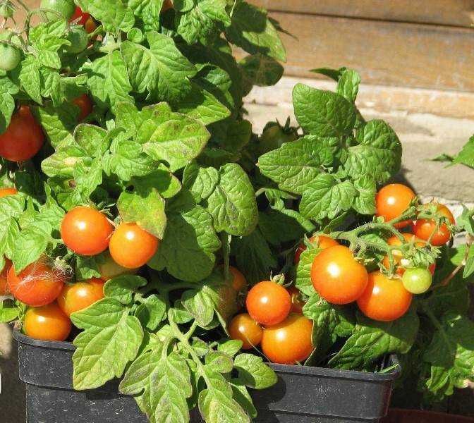 Лучшие сорта томатов для выращивания на подоконнике или балконе