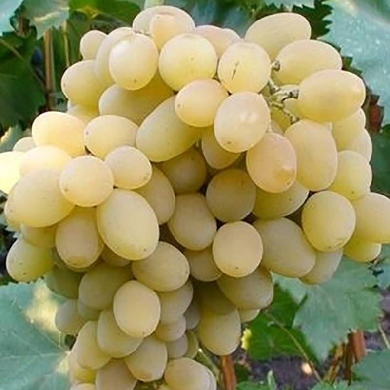 Виноград сорт августин: описание сорта, характеристика, уход