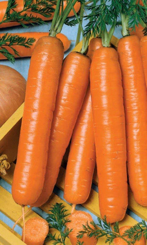 Морковь сорта витаминная 6 — сладкий продукт с дачной грядки. описание и характеристики