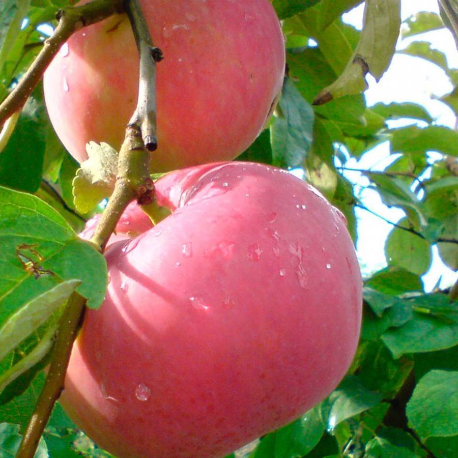 Яблоня женева эрли — 8 особенностей и советы по уходу