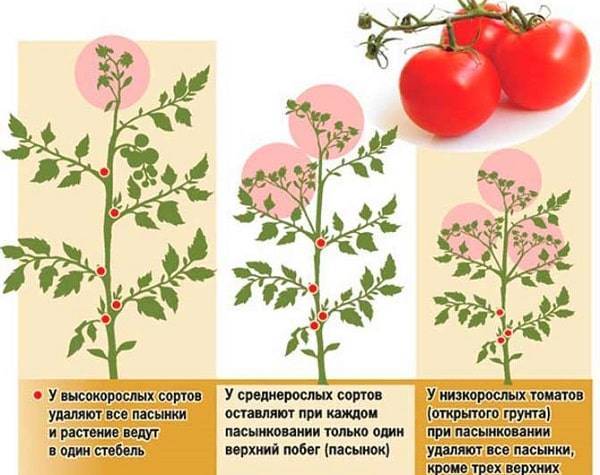 Как правильно пасынковать помидоры и нужно ли вообще это делать