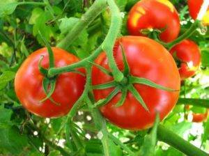 Сорт томатов «богата хата f1»: отзывы, описание, характеристика, урожайность, фото и видео