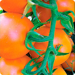 Урожайные малыши от агрофирмы «партнер» — томат черри вера f1: подробное описание сорта