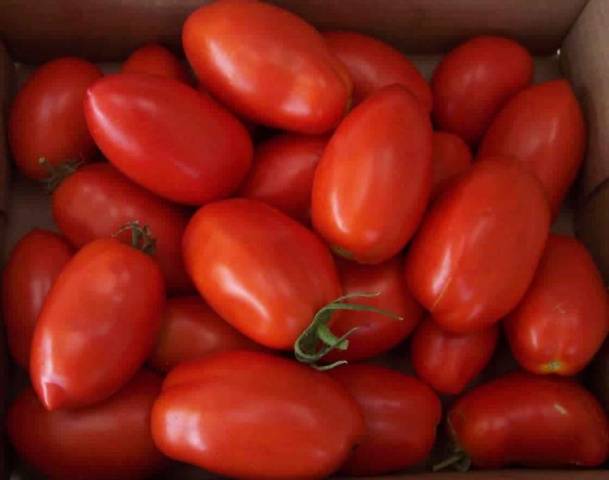 Самые сладкие сорта томатов для выращивания в открытом грунте и теплице