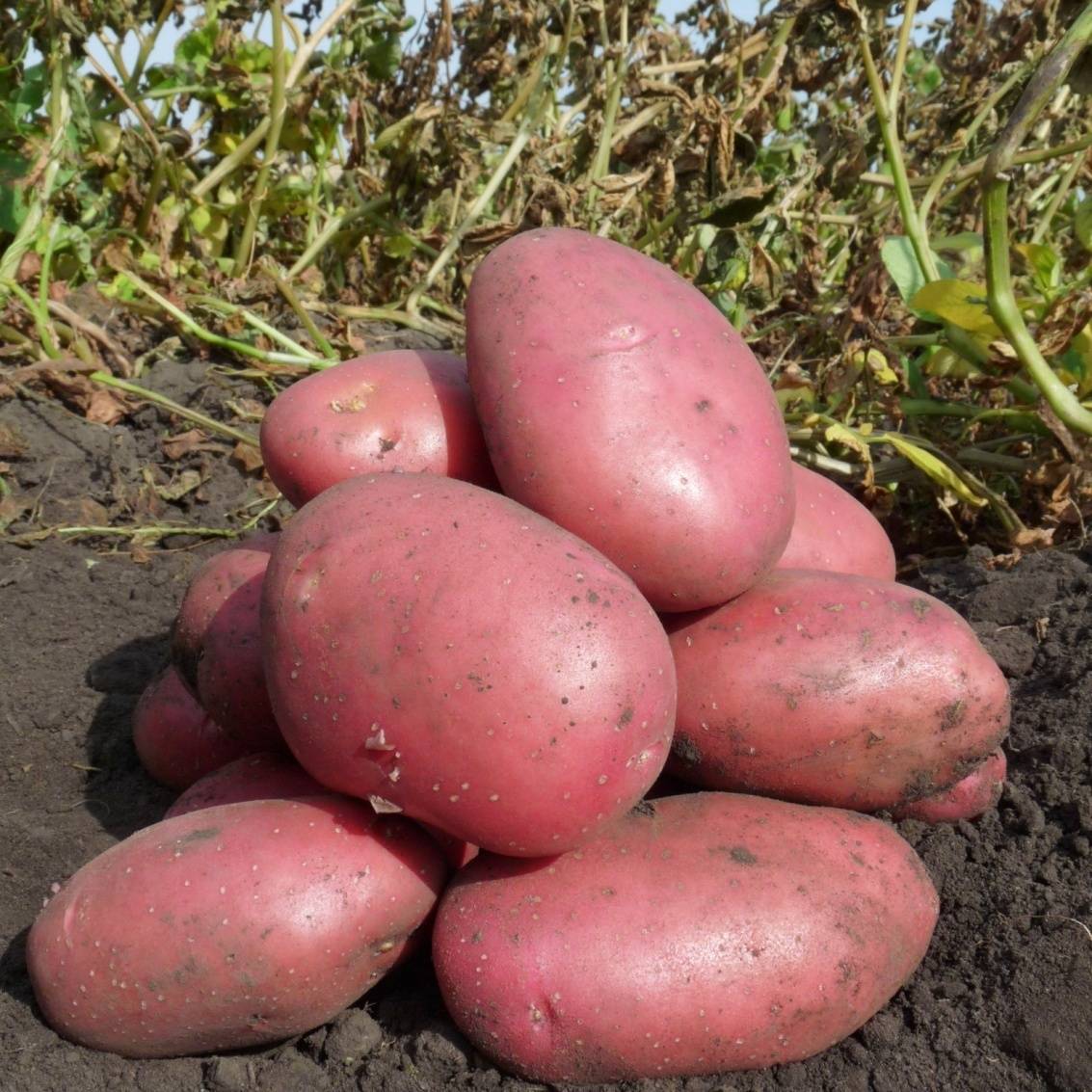 Описание картофеля Балтик Роуз