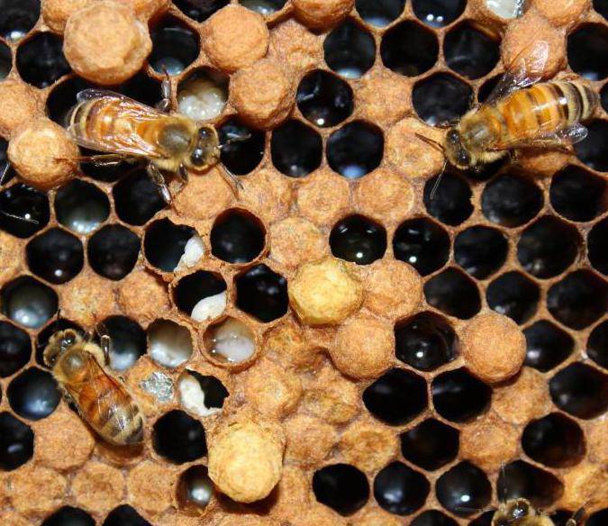 Устройство и расположение пчелиного улья