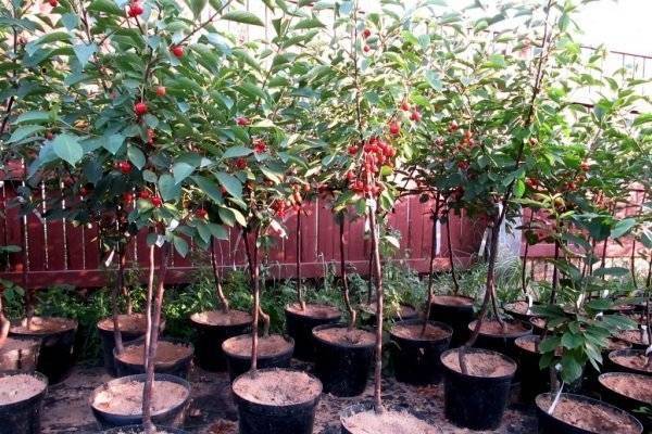 Выращивание плодово-ягодных деревьев: посадка вишни осенью