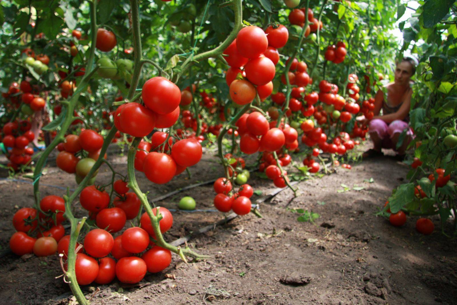 Посадка помидоров в теплице из поликарбоната: этапы подготовки и специфика выращивания рассады