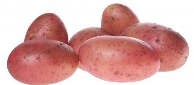 О картофеле рябинушка: семенной сорт картофеля, характеристики, агротехника