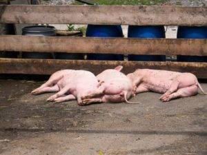 Пастереллез свиней: симптомы и лечение