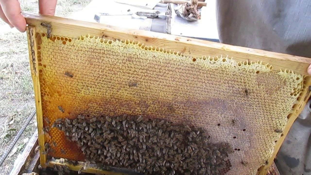 Подготовка пчел к зимовке