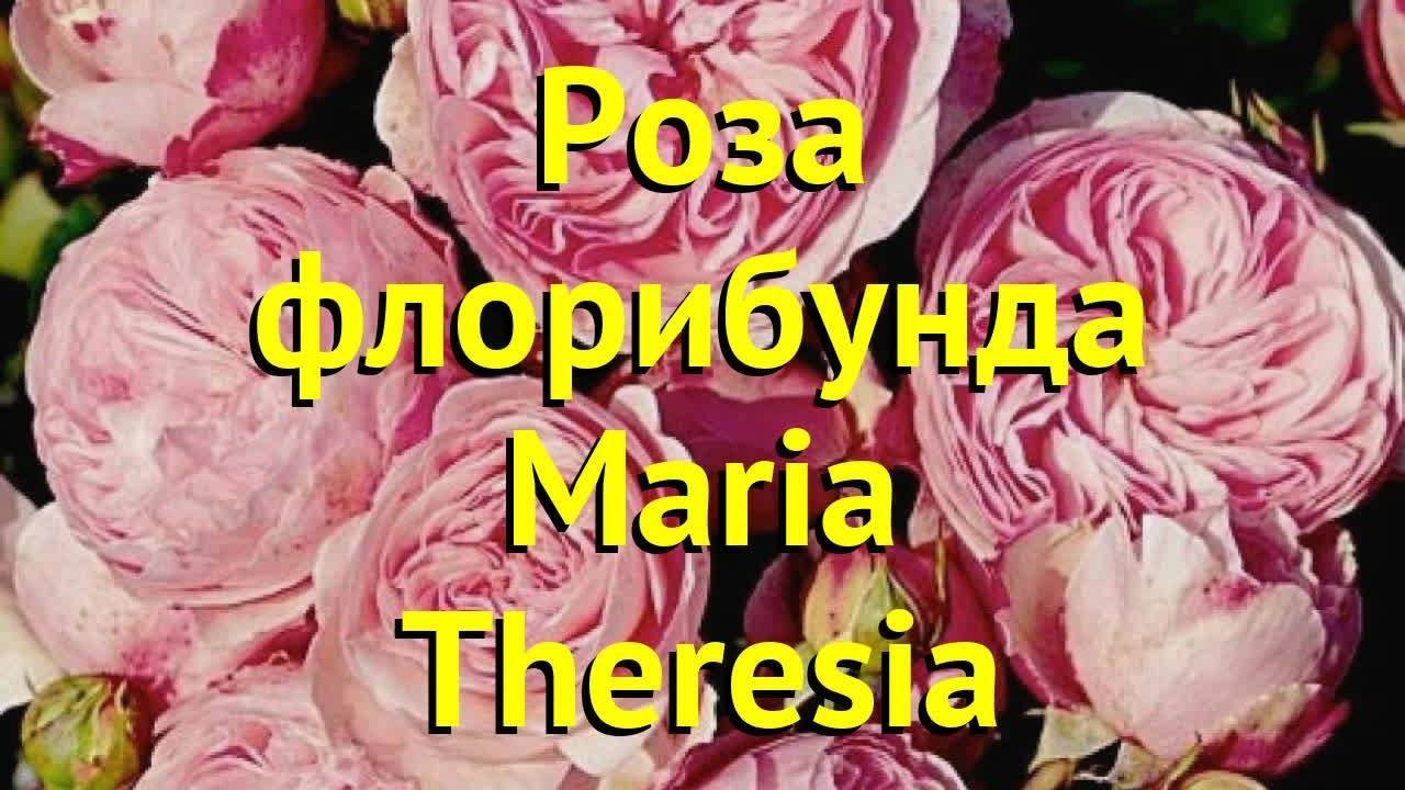 Роза мария терезия (maria theresia) — описание культуры