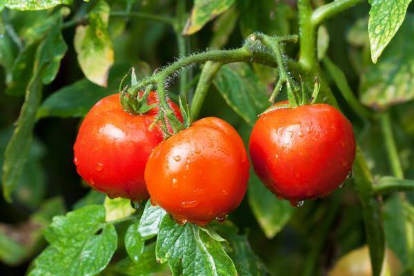 Лучшие сорта томатов для волгоградской области с фото