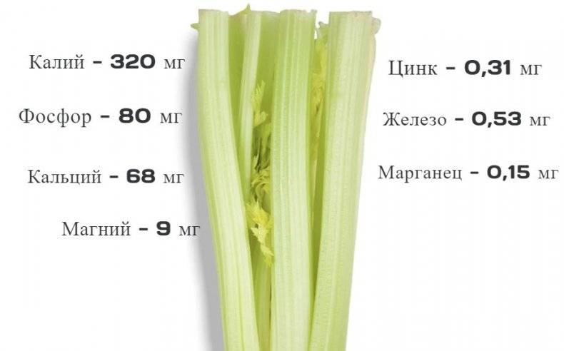 Польза и вред сельдерея для здоровья женщины