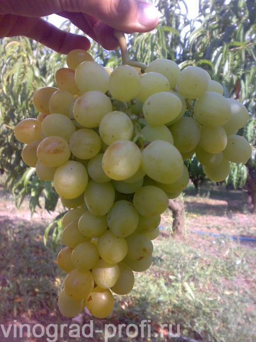 Сорта винограда для вина: описание, фото, характеристики