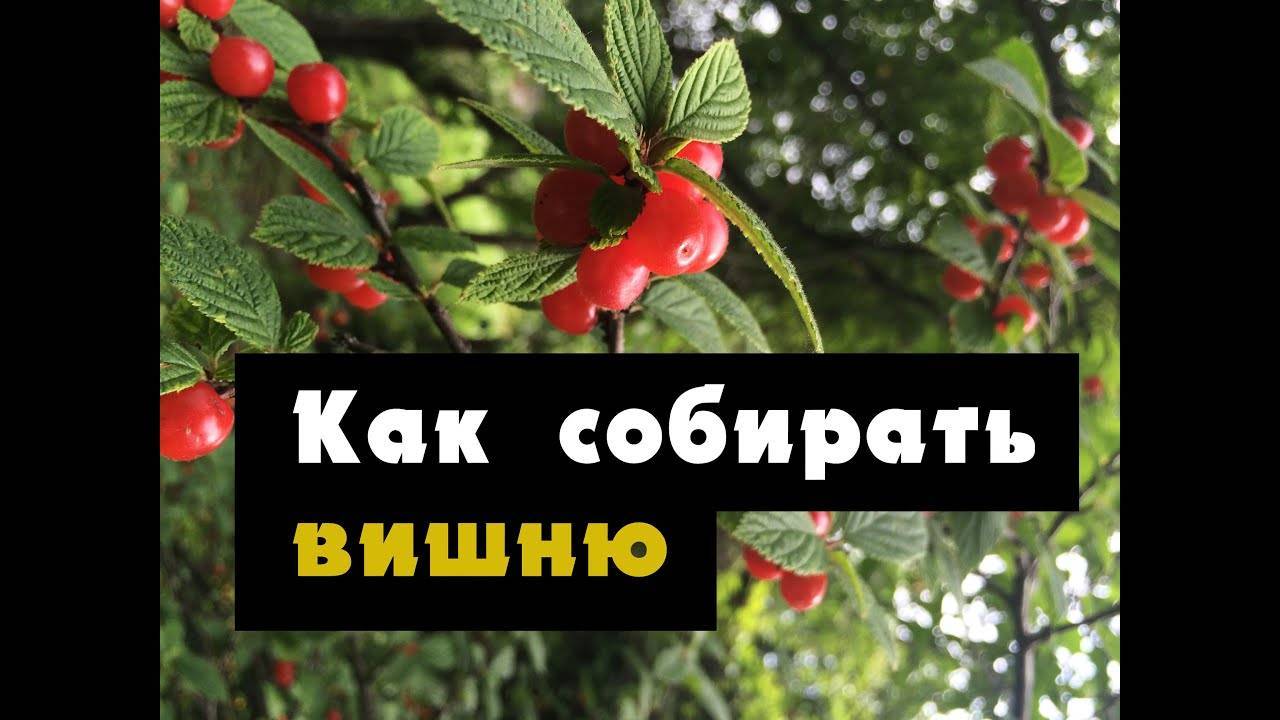 Страж болота или ягода морошка —  где растёт в россии и её полезные свойства