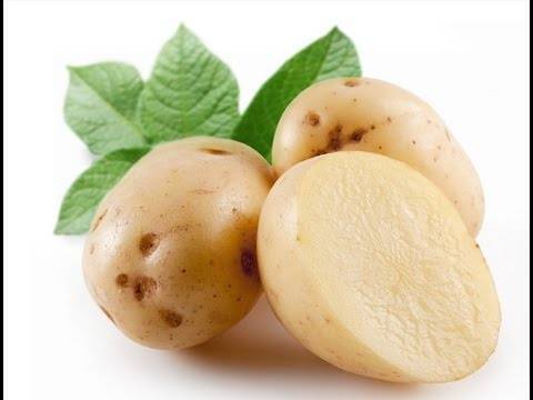 Ирбитский — урожайный сорт картофеля для урала и сибири