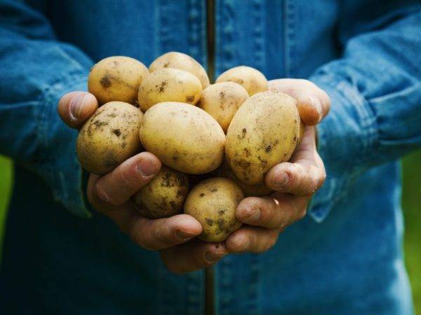 Голландские сорта картофеля: фото и описание