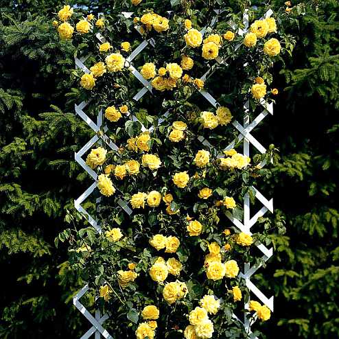 Опора для плетистых роз: фото и пошаговые инструкции, как сделать шпалеру, башню, арку, вигвам и другие конструкции своими руками, а также подвязать к ним растение