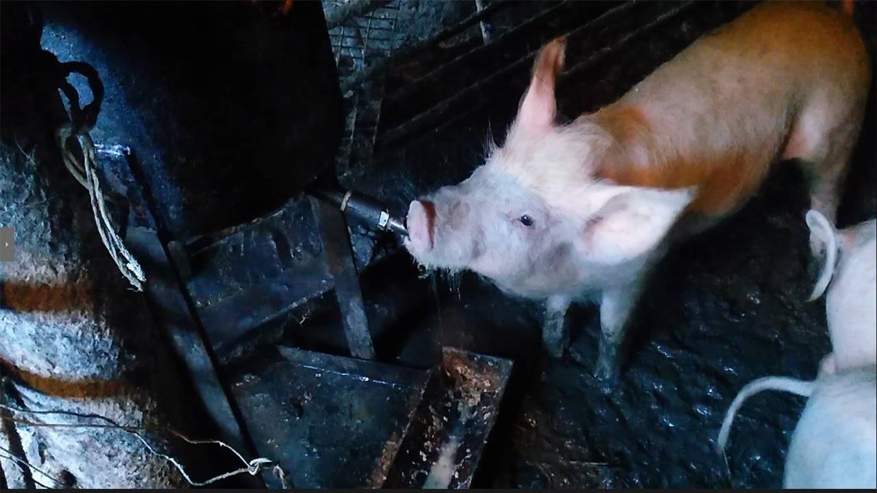 Поилки для свиней: как сделать и установить своими руками, виды поилок, пошаговая инструкция изготовления, фото, видео