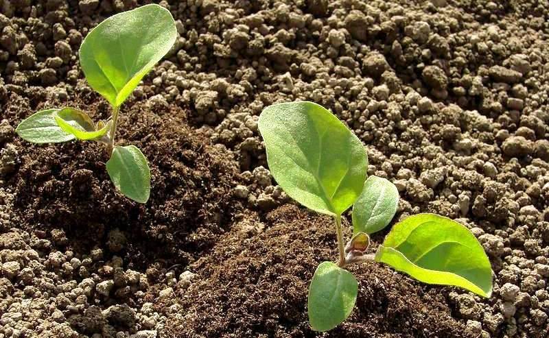Выращивание рассады баклажанов: выбор сорта, посадка, уход, сложности