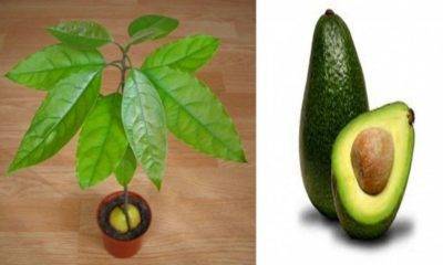 Описание и фото фрукта авокадо