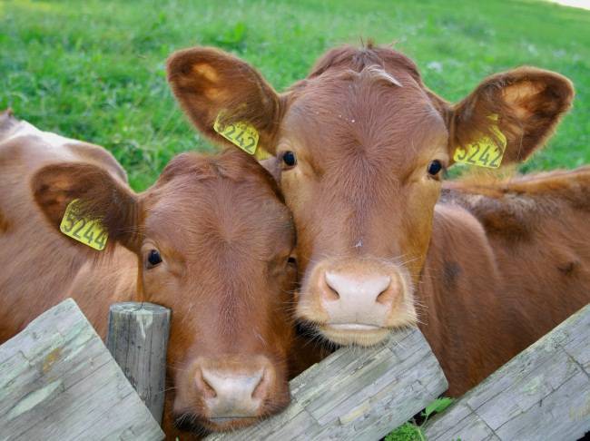 Как избавиться от бородавок у коровы на вымени?