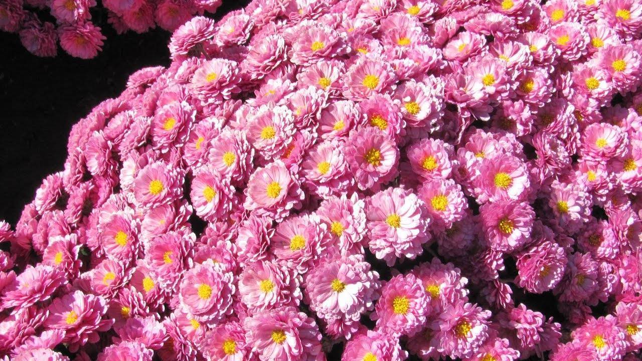 Хризантема мультифлора: особенности, разновидности и выращивание