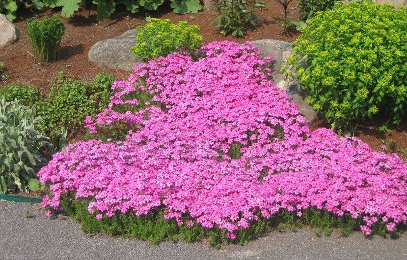 Астранция – многолетнее травянистое растение для открытого грунта: описание с фото, посадка и уход за цветком