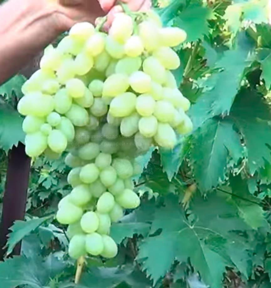 Мускатный виноград столетие: крупноплодный кишмишевый сорт
