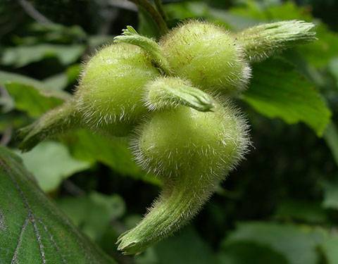 Лещина обыкновенная, орех или фундук — как вырастить орешник на даче