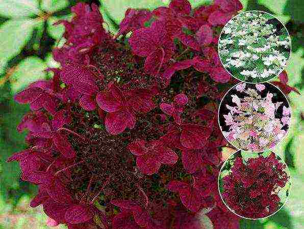 Гортензия в сибири (66 фото): посадка и уход, гортензия метельчатая и другие виды, размножение и популярные сорта садовой гортензии