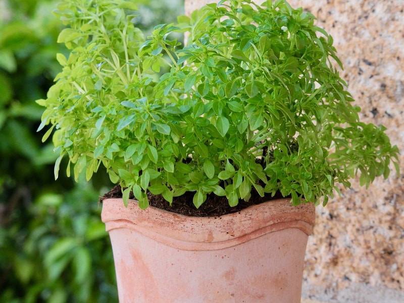 Условия выращивания растения базилик из семян в домашних условиях: правильный уход, урожай на окне и на грядке