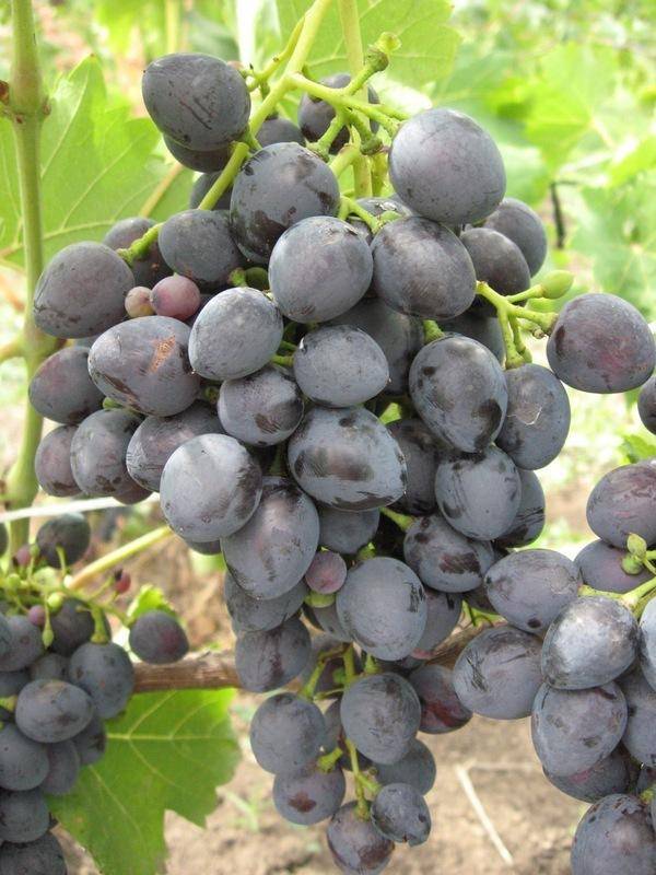 Виноград темно-синий надежда азос. основные свойства, агротехнические рекомендации