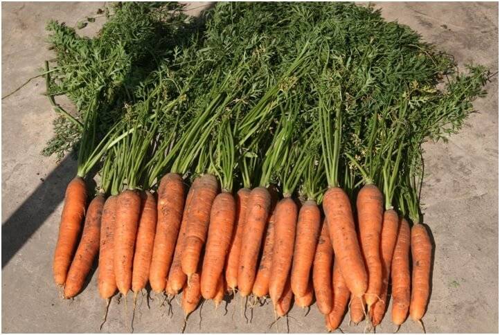 Самые популярные сорта моркови для подмосковья (средней полосы), урала и сибири