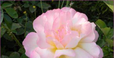 Описание сорта розы гранд гала: красные и розовые чайно-гибридные разновидности