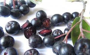 Полезные свойства черноплодной рябины, простые рецепты