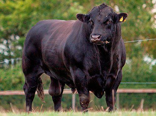 Коровы породы ангус: характеристика и особенности содержания