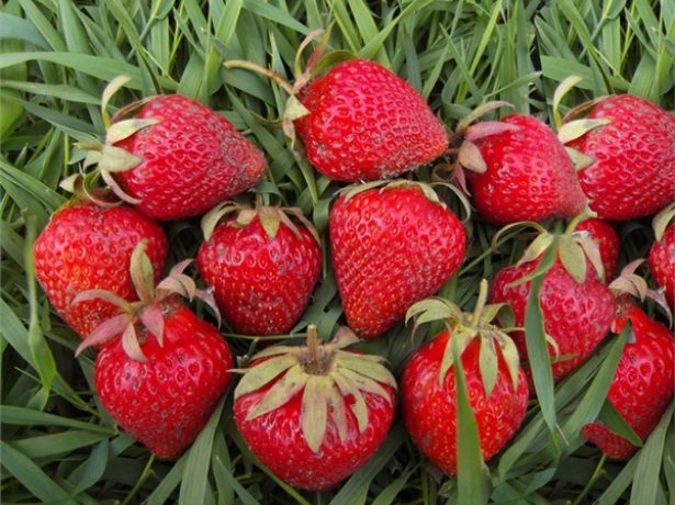 Клубника ламбада: описание сорта, рекомендации по выращиванию, отзывы садоводов