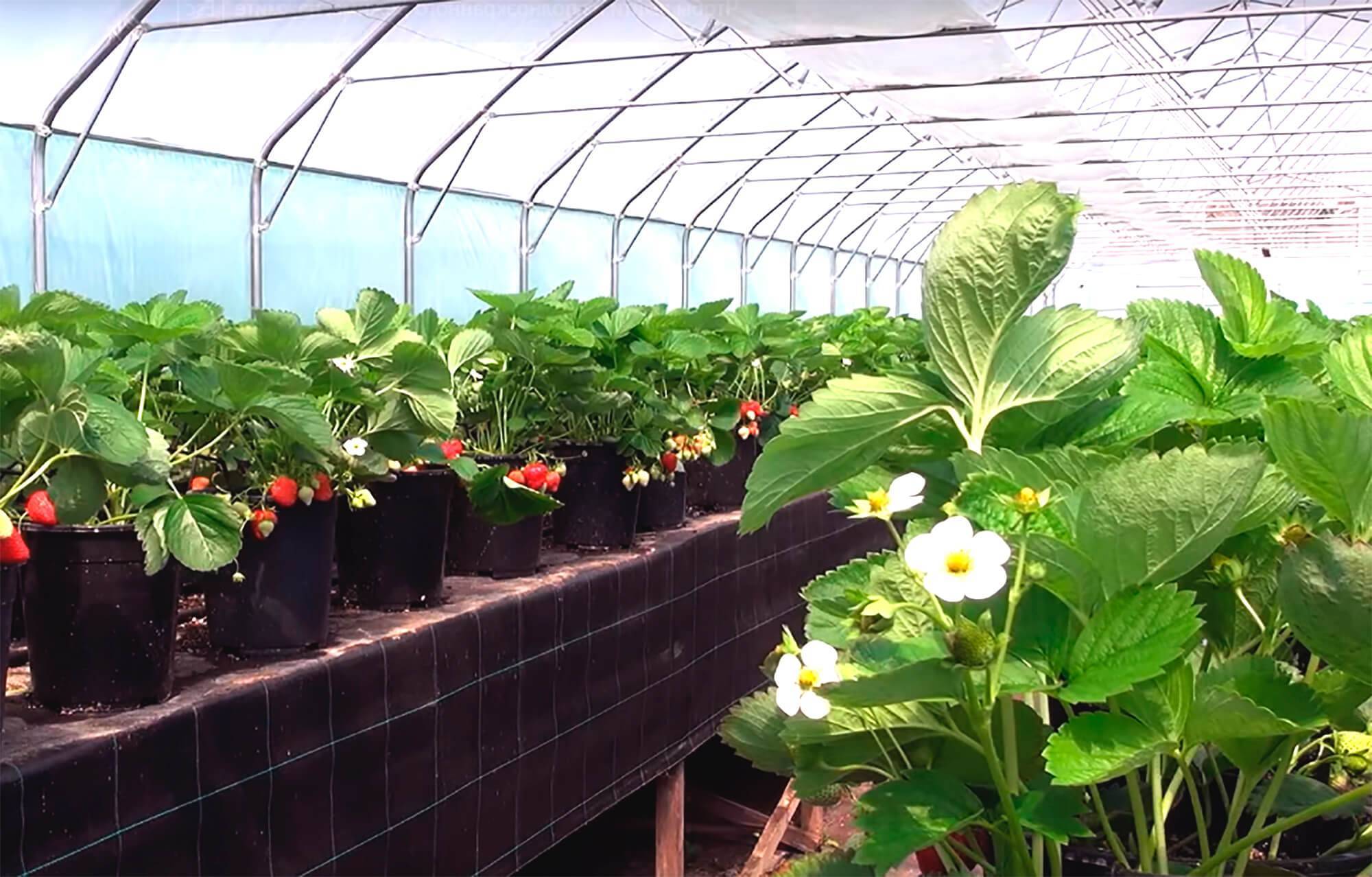 Клубника круглый год – как выращивать по 5-6 урожаев ягод, независимо от поры года