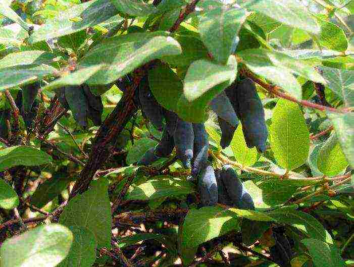 Жимолость съедобная авача: особенности выращивания сорта