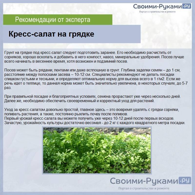 Особенности выращивания листового салата