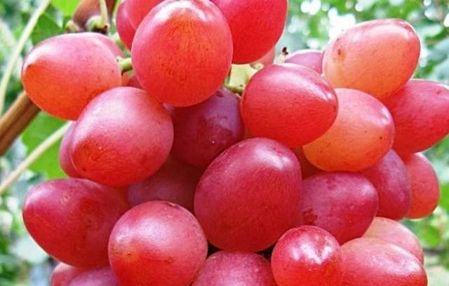Виноград рута — описание сорта и отзывы