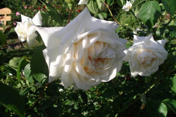 О розе лагуна (laguna): описание и характеристики сорта плетистой голубой розы