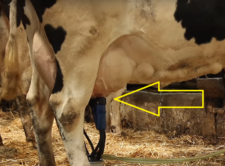 Молочные камни у коров: как лечить, видео