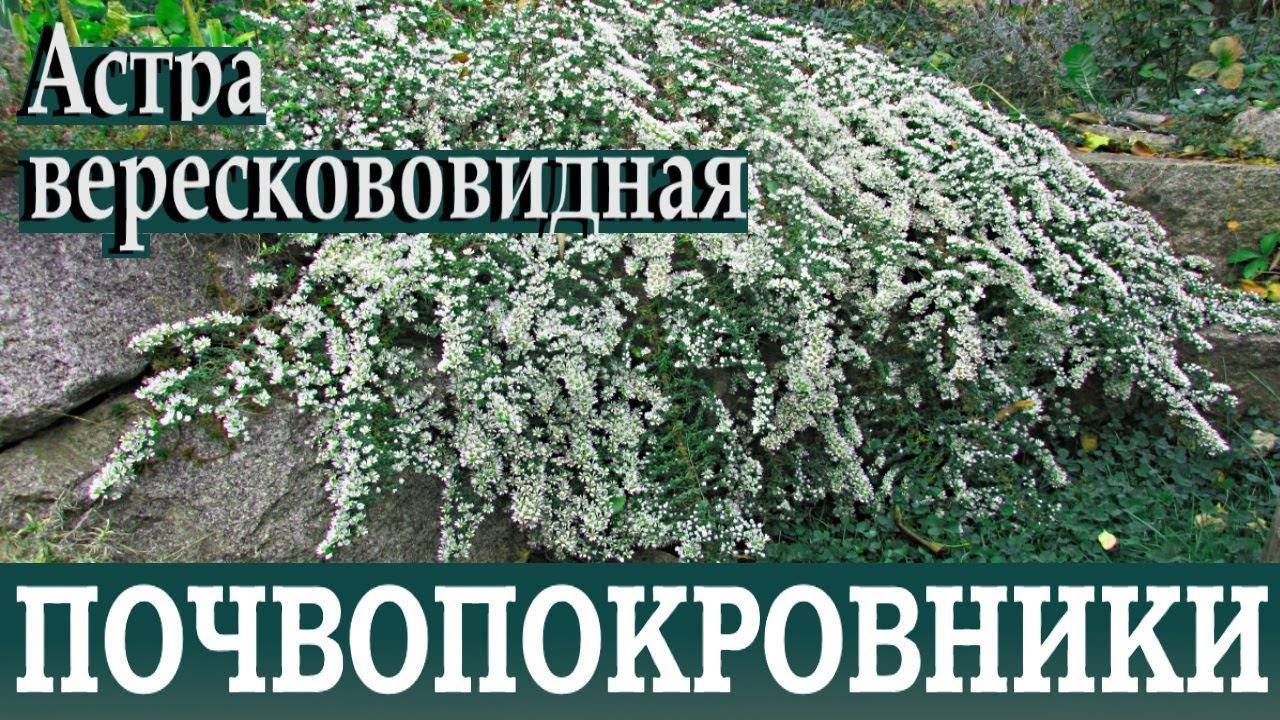 Астра стелющаяся посадка и уход