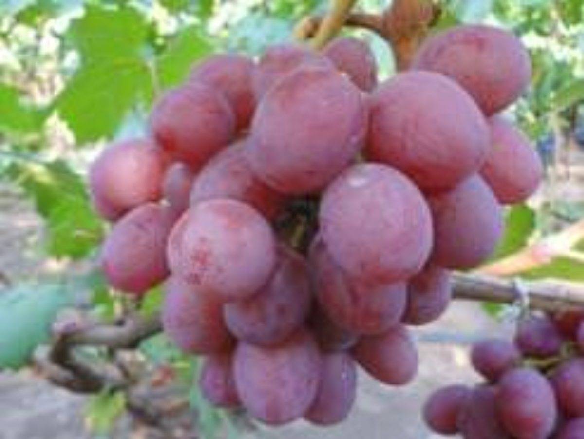 Виноград сорт анюта — ягоды грибы