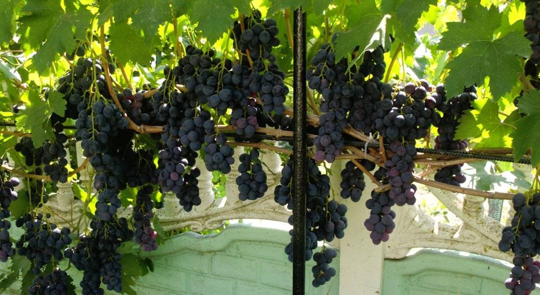 Сорт винограда страшенский — особенности выращивания гибрида